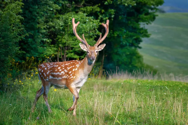 Deer Stands Grassy Field Tall Trees Background Deer Looks Grazes — Stockfoto