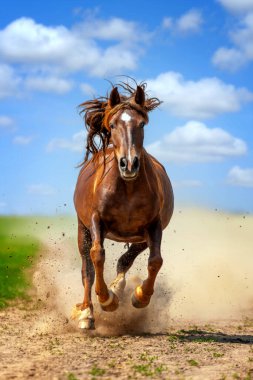 A brown horse galloping energetically on a dusty dirt road, kicking up small clouds of dust as it moves swiftly across the landscape