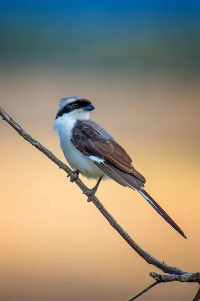 stock image A small bird Grey-backed Fiscal with colorful feathers is perched gracefully on a thin branch, showcasing its delicate balance and agility in the natural environment