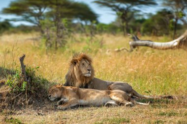 İnsavannah 'ın yeşil alanının tepesinde gevşeyen bir çift aslan. Görkemli hayvanlar sakince uzanıyorlar, doğal ortama karışıyorlar.