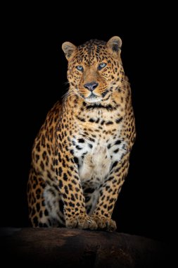 Yetişkin leoparı kapat. Koyu arkaplanda hayvan