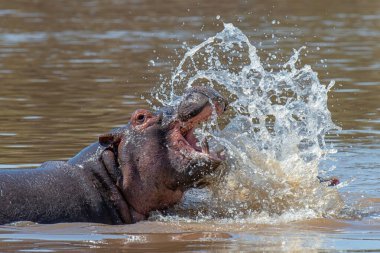 Suaygırı (Hippopotamus amfibi) su sıçratma, Kenya, Afrika