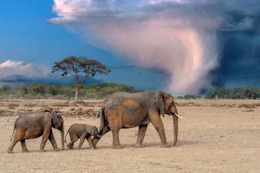 Fil ailesi, fırtınalı bir gökyüzünün altından ufka doğru kurumuş arazide yürüyor. Kenya Ulusal Parkı, Afrika
