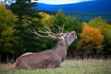 Çimenlerde bir geyik uzanıyor, gökyüzüne doğru sesleniyor renkli sonbahar ağaçlarının ve yuvarlanan dağların arasında, doğanın güzelliğini gösteriyor..