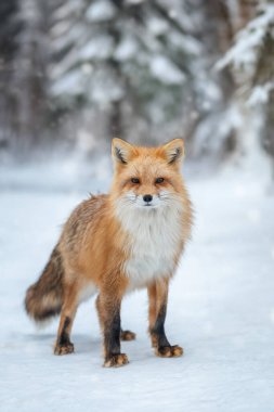 A red fox gazes intently while perched on a snowy landscape, surrounded by trees. The winter setting enhances its striking fur and keen expression. clipart