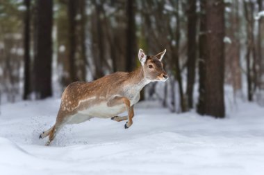 This young deer bounds through a blanket of snow in a tranquil forest setting, showcasing its agility against the backdrop of tall trees on a chilly winter day. clipart