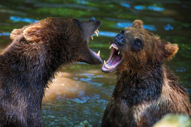 İki Vahşi Boz Ayı (Ursus Arctos) yaz ormanında gölette oynar ya da dövüşür. Doğal ortamda bir hayvan. Vahşi yaşam sahnesi