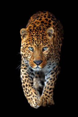 Siyah arka planda izole edilmiş güzel büyük leoparı kapat.