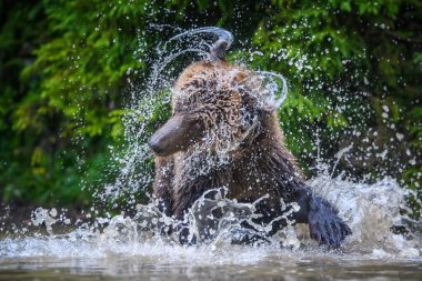 Kahverengi bir ayı enerjik bir şekilde sığ bir su kütlesine sıçrıyor, etrafta uçuşan damlacıklar, canlı yeşil yapraklar ve güneşli bir günde ağaçlarla çevrili..