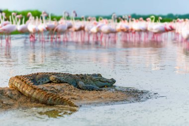 Bir timsah, sığ bir gölün kumlu kıyısında uzanır ve akşam ışığında huzur içinde güneşlenir. Uzakta, bir flamingo sürüsü zarif bir şekilde toplanıyor, pembe tüyleri sakin suyun yüzeyiyle çelişiyor..