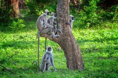 Beş langur maymunundan oluşan bir grup canlı yeşil bir manzarada sağlam bir ağacın yanında toplandı. Dört maymun ağaç gövdesine tünemiş, biri de yerde oturuyor..