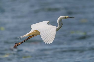 Beyaz balıkçıl, Büyük Egret, gölün arka planında uçar. Doğal yaşam alanındaki su kuşu. Vahşi yaşam sahnesi