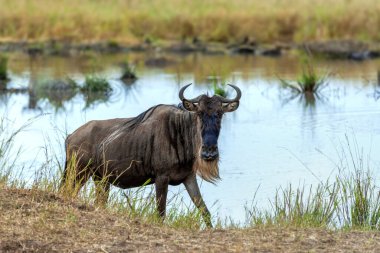 Bir antilop, büyük bir Afrika antilobu, bir su kütlesinin önünde duruyor. Hayvan başını dik tutarak kameraya bakıyor ve kendine has kıvrımlı boynuzlarını ve tüylü paltosunu gösteriyor..