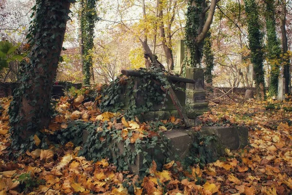 Altes Mit Herbstlaub Bedecktes Grab Auf Dem Evangelischen Friedhof Plock — Stockfoto