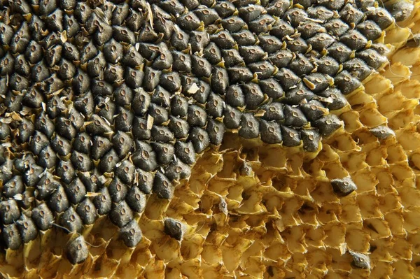 ayçiçeği parçacığı kısmen kaldırılmış tohumlarla