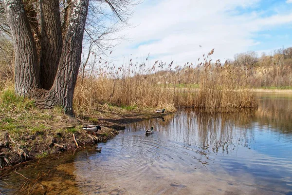 Güneşli bir bahar gününde Plock 'taki Sobotka gölünün kıyısındaki ördekler.