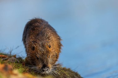 Nutria (Myocastor coypus) ya da coypu nehirden çıkar