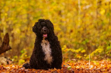 Portekiz Su Köpeği güzel portre ile sarı arka plan