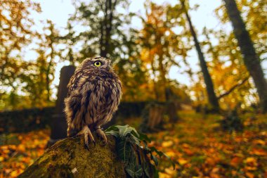 Küçük baykuş (Athene noctua) geniş bir mercekle çok yakın