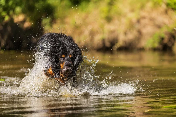 Hund Hovawart Gold Und Schwarz Ich Springe Ins Wasser — Stockfoto