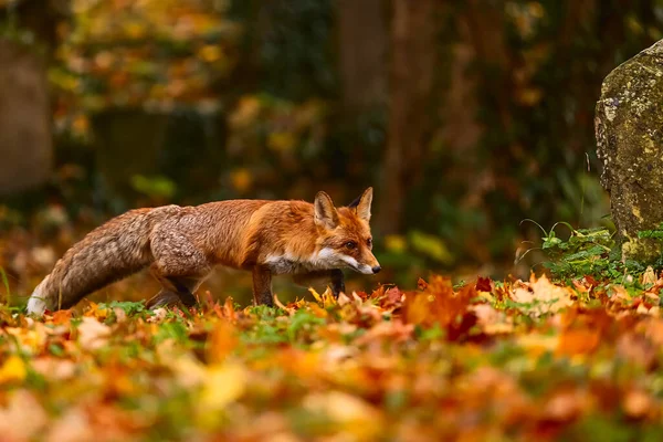 Рыжая Лиса Vulpes Vulpes Красочном Осеннем Лесу — стоковое фото