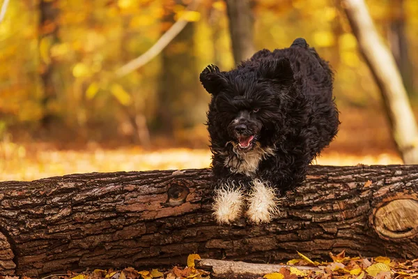 Der Portugiesische Wasserhund Springt Über Einen Baum — Stockfoto