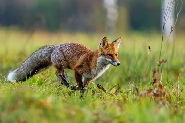 Red Fox Vulpes Vulpes Running Photographed Close — Stock Photo, Image