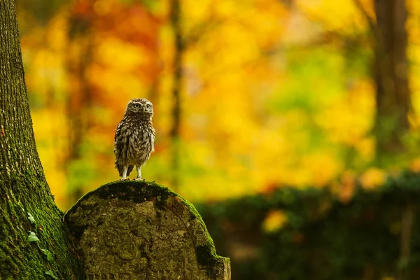Little Owl Athene Noctua Standing Has Very Colourful Background — Stock Photo, Image
