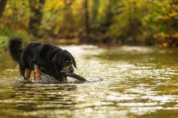 Hund Hovawart Gold Und Schwarz Holt Stock Aus Dem Wasser — Stockfoto