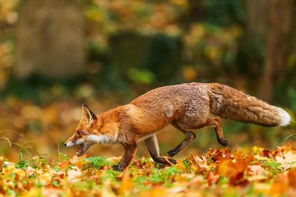秋天森林里的雄性红狐 — 图库照片