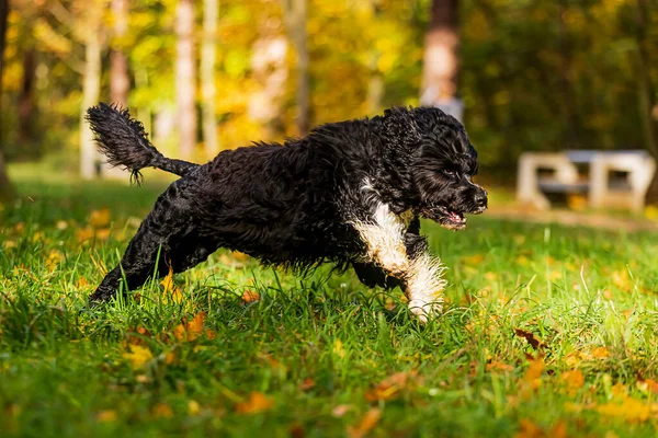 Portuguese Water Dog Bounces Happily — Stock Photo, Image