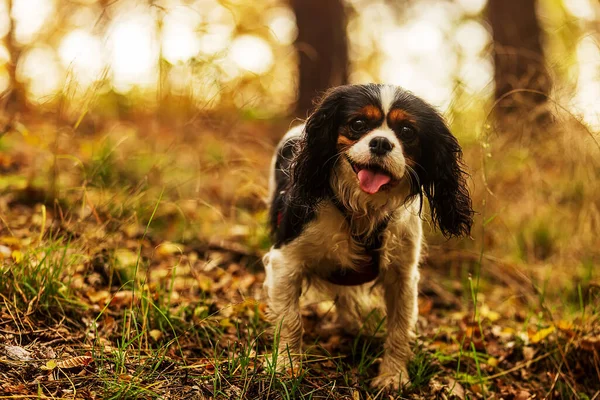 King Charles Cavalier Spaniel Cheerfully Looking Lens — Stock Photo, Image