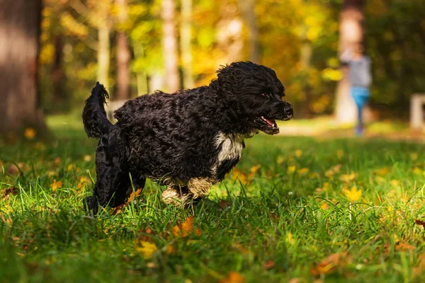 Portugalski Pies Wodny Szuka Zabawki Trawie — Zdjęcie stockowe