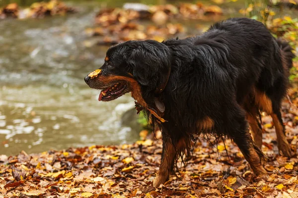 stock image dog hovawart gold and black has a leaf on its snout