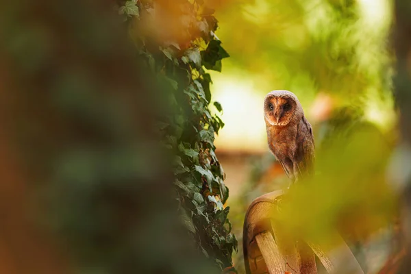 葉の間に見える納屋フクロウ タイトーアルバ — ストック写真