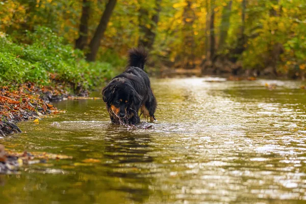 Pes Hovawart Zlato Černá Zvědavě Hledí Vody — Stock fotografie