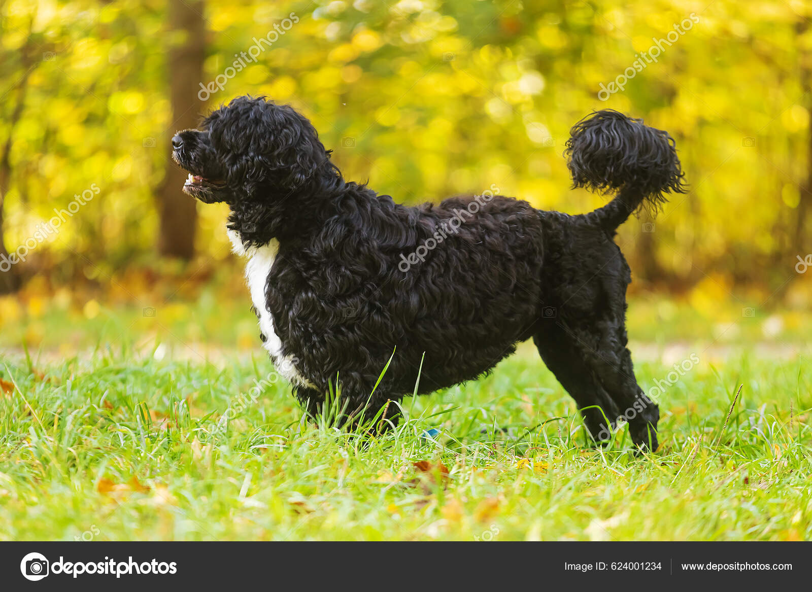 Bernese Water Portuguese Water Dog Mix Breeds Bernese Mountain Dog