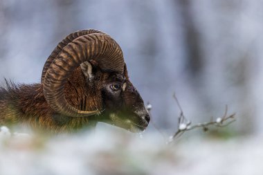 Avrupa muflonu (Ovis aries musimon) kavgadan dolayı kırık bir alnına sahiptir.