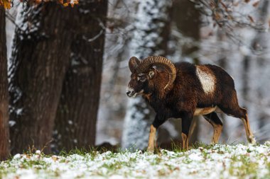 Avrupa Mouflon (Ovis aries musimon) bir rakip arıyor
