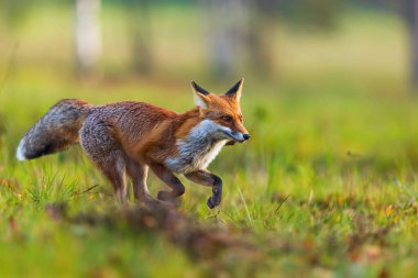 kırmızı tilki (Vulpes vulpes) yaklaşırken
