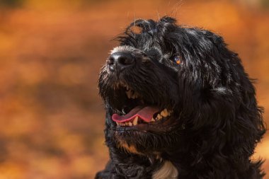 Portekiz Su Köpeği portresi turuncu arka planlı