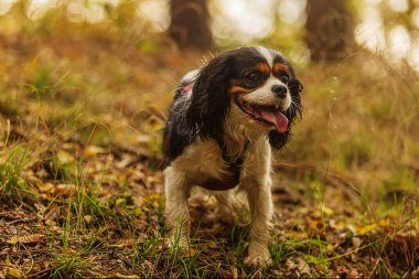 Kral Charles Cavalier Spaniel. Küçük köpek.