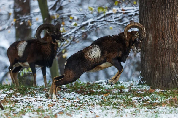 European Mouflon Ovis Aries Musimon Dueling Jump — Stock Photo, Image