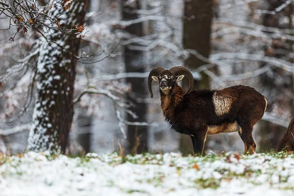 stock image European mouflon (Ovis aries musimon) came out of the forest with snow