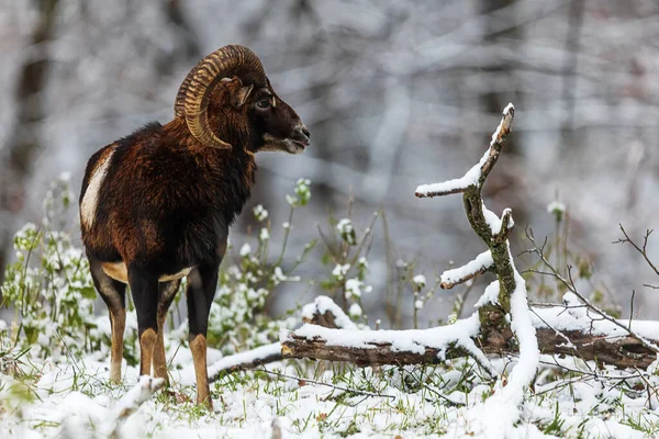 Europäisches Mufflon Ovis Aries Musimon Rande Eines Verschneiten Waldes — Stockfoto