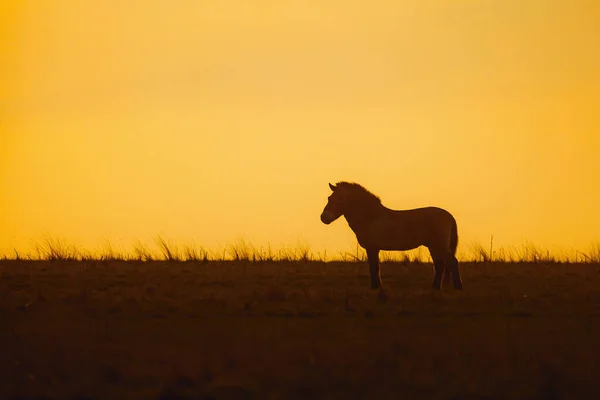 Кінь Пшевальського Equus Ferus Przewalskii Монгольський Дикий Кінь — стокове фото