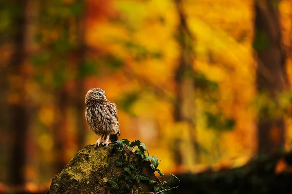 Mała Sowa Athene Noctua Pięknie Kolorowej Jesieni — Zdjęcie stockowe
