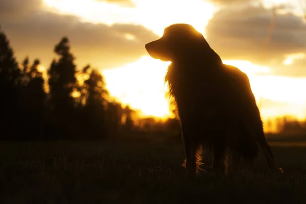 在夕阳的强烈反光下 狗在金黄色和黑色之间盘旋 — 图库照片