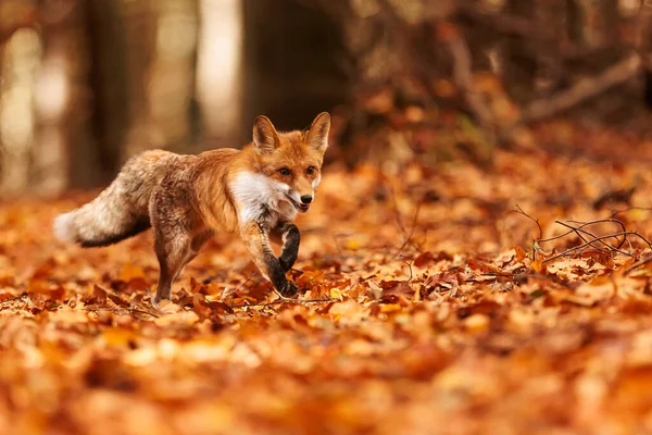 红狐狸 动物的颜色与周围的自然相融合 — 图库照片