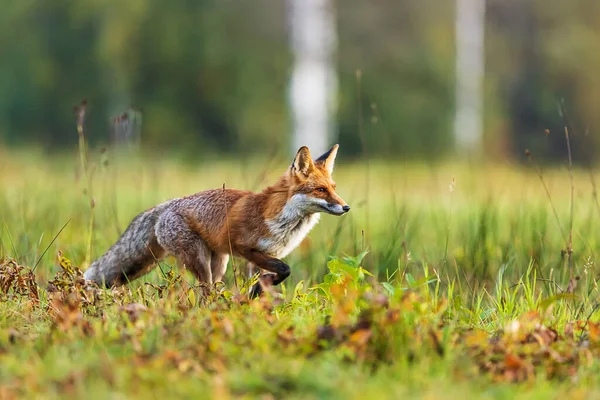 Red Fox Vulpes Vulpes Running Meadow — Stock Photo, Image